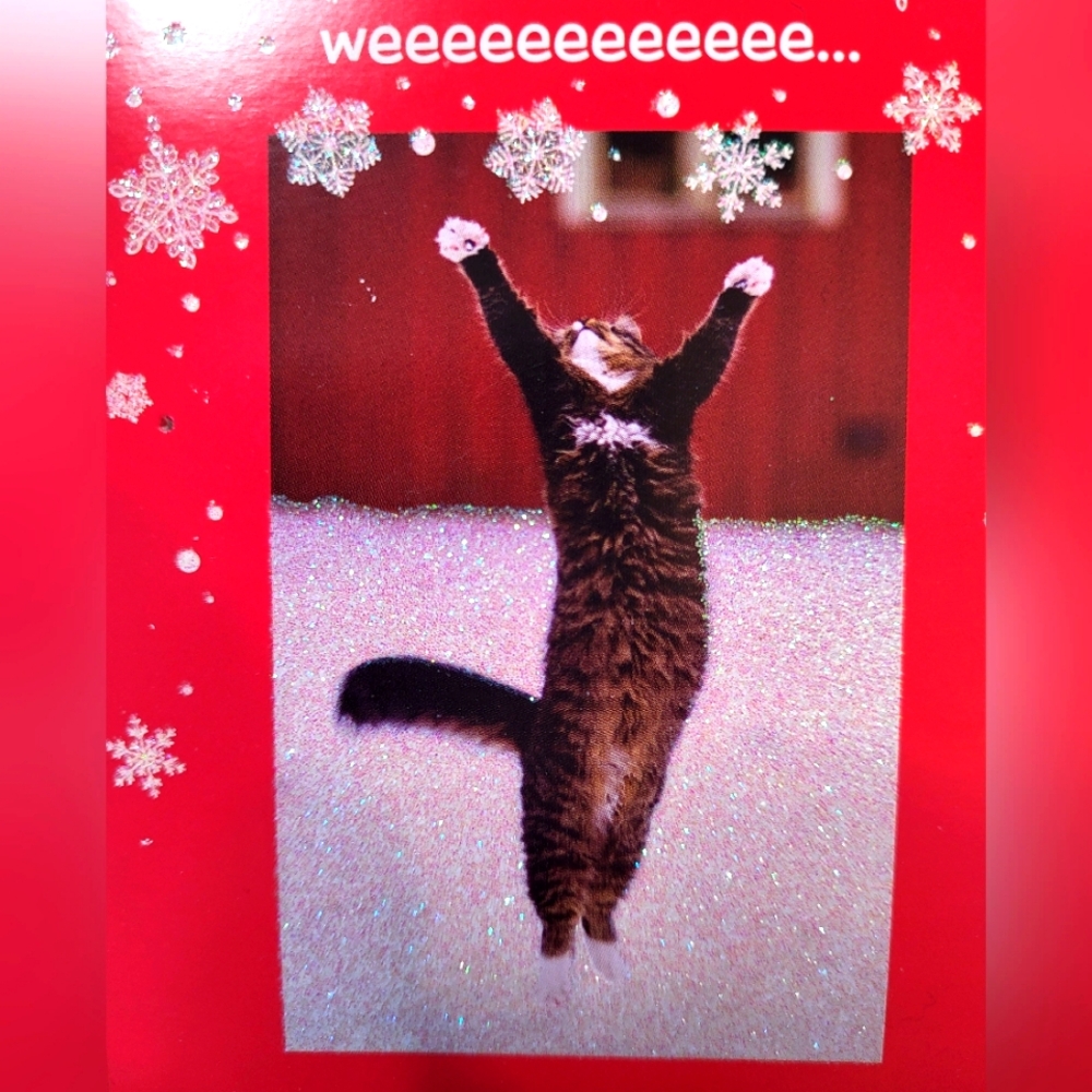 It's 2025! Time for a 🐈 😻 🐈‍⬛️ 😺 Cat Show